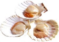 Scallops on shell