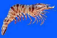 tiger prawn, prawn photo, tiger shrimp
