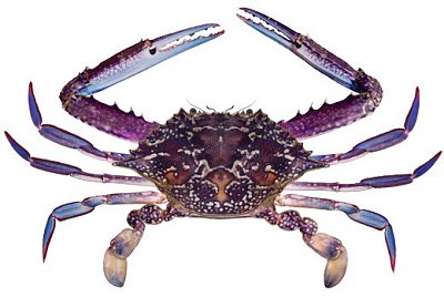 Top view of a blue swimmer crab, blue swimming crab, blue manna crab