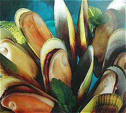 New Zealand mussels, Greenlip Mussels (Perna canaliculus) photo