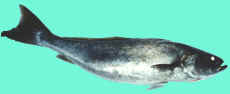 jewfish or mulloway