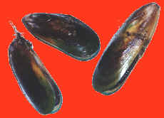 mussel greenlip