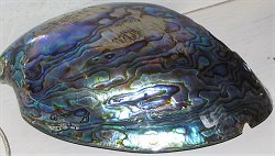 polished abalone shell