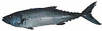 rudder fish.jpg (3866 bytes)