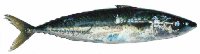 slimey mackerel