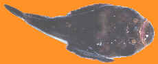 starga1.jpg (2977 bytes)