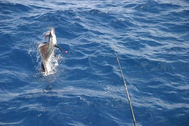 sailfish leaping away from the boat