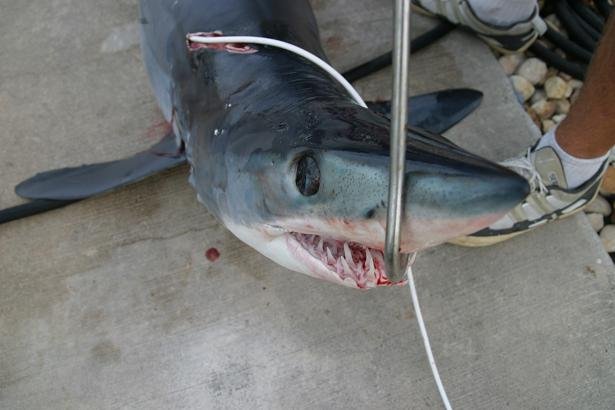 mako shark showing teeth