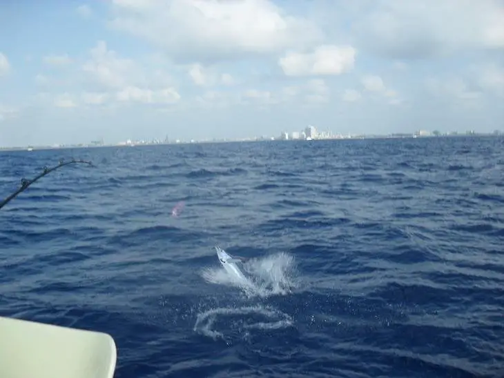 white marlin, fishing in florida, pink lure, marlin jumping