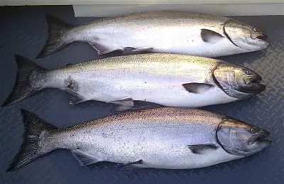 Three early summer Chinook Salmon headed to the big watersheds to the South were landed by guests from Whistler.  These Chinook were all landed using a needle fish hootchie close to Swale Rock in one hundred and thirty feet of water.  Guides were from Slivers Charters Salmon Sport Fishing