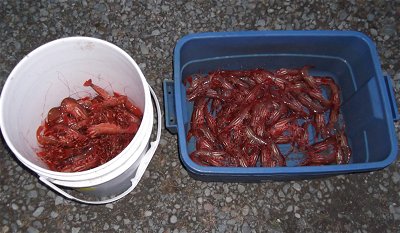 Prawning is always a great time in the early part of the season.  These prawns came out of Barkley Sound during the month of April where the Salmon fishing is dramatically improving