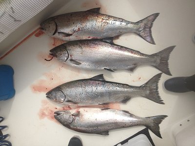 These four Chinook were headed for the big southern watersheds to the south.  The salmon were landed in Barkley Sound Effingham area using anchovy and needle fish hootchies