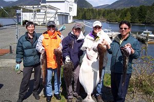This is a picture of John Jang and his group from Vancouver B.C. On this day fishng just outside of Ucluelet the group picked up one 45 pound halibut, five 10 pound ling cod and one 14 pound cabezon.  Guide again was Mike Marriott from Ucluelet