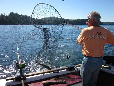 Fishing in early September along the Bamfield Wall can be absolutely fantastic.   Coho numbers returning to West Coast Vancouver Island in 2014 are termed abundant.  This is Guide Mel of Slivers Charters Salmon Sport Fishing who is netting a Coho for guests from Ontario. 