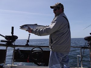 Winter or Feeder Chinook landed just offshore from Barkley Sounded was at 220 feet.  The salmon are feeding on sand lance and needlefish.  This fish and others like it were hitting army truck needle fish hootchies.