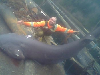 Six gill sharks are not uncommon in the Port Alberni Inlet.  This fish was hit by larger boat or perhaps freighter and was floating on top off the water.