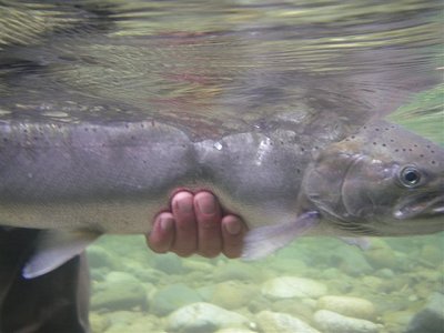 Winter Steelhead is released back into the Stamp River