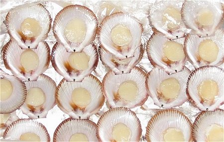 scallops, sea scallops, tasmanian scallops, scallop recipes, how to cook sea scallops