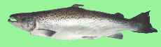 wpeC.jpg (2640 bytes)