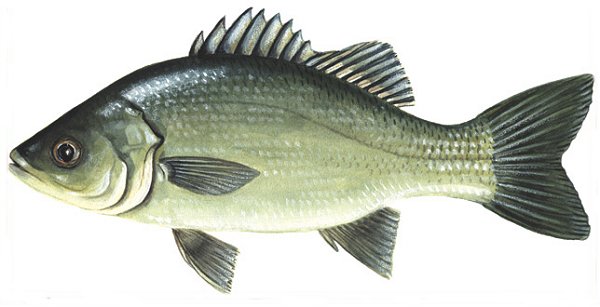 Australian Bass (Macquaria novemaculeata)