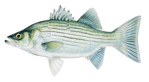 HYBRID STRIPED BASS (Morone saxatilis x Marone chrysops)