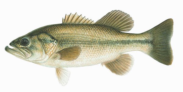 LARGEMOUTH BASS (Micropterus salmoides)