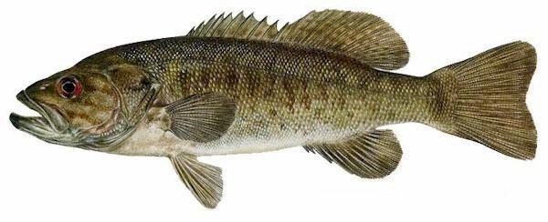 smallmouth bass (Micropterus dolomieu)