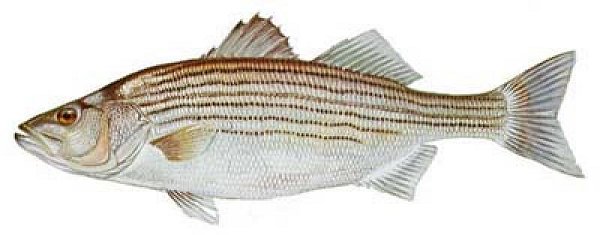 STRIPED BASS (Morone saxatilis)