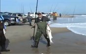 Surf Fishing For Striped Bass On Hatteras Island