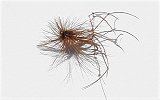 Fishing Fly, Daddy Long Legs, Special Dry Fly