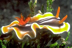 dive in burma, high rock, nudibranchs