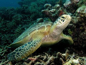 Diving Koh Talu, Thailand, turtles