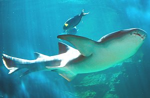 Diving in Thailand, tawny nurse shark, the burma banks diving