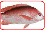 Thailand Seafood and Fish Suppliers