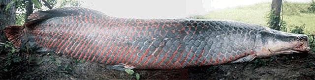 Arapaima