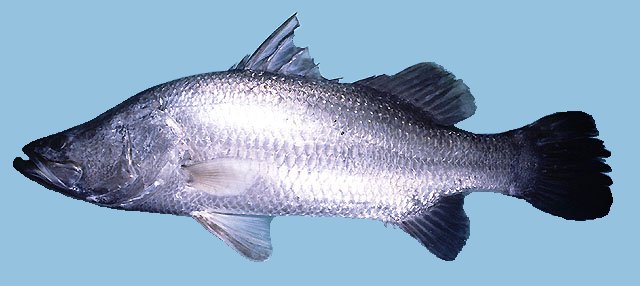 Barramundi or Asian Sea Bass