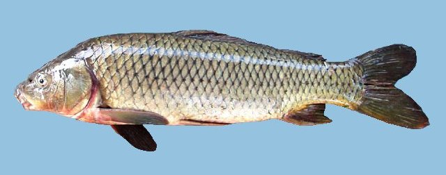 common carp pictures. Common Carp