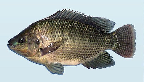 nile-tilapia.jpg