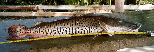 Catfish Tail