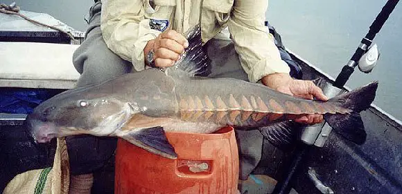 Ripsaw Catfish (Niger Catfish)