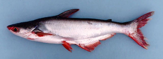 Striped Catfish (Sutchi Catfish)