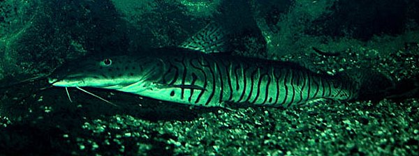 Tiger Catfish