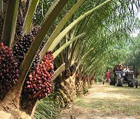 palm oil, oil palm tree, nahm meun peut