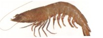 Eastern King Prawn - Penaeus plebejus