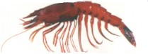 Giant Scarlet Prawn - Plesiopenaeus edwardsianas