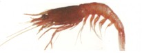 Red Prawn - Aristeomorpha foliacea