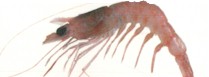 Royal Red Prawn - Haliporoides sibogae