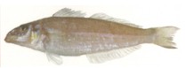 Stout Whiting - Sillago robusta