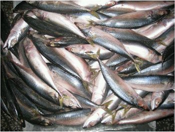 Atlantic Seafood mackerel