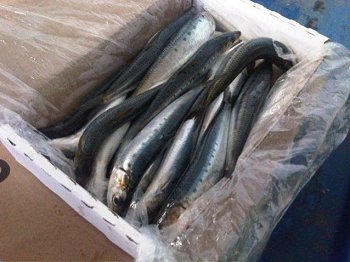 Atlantic Seafood sardines